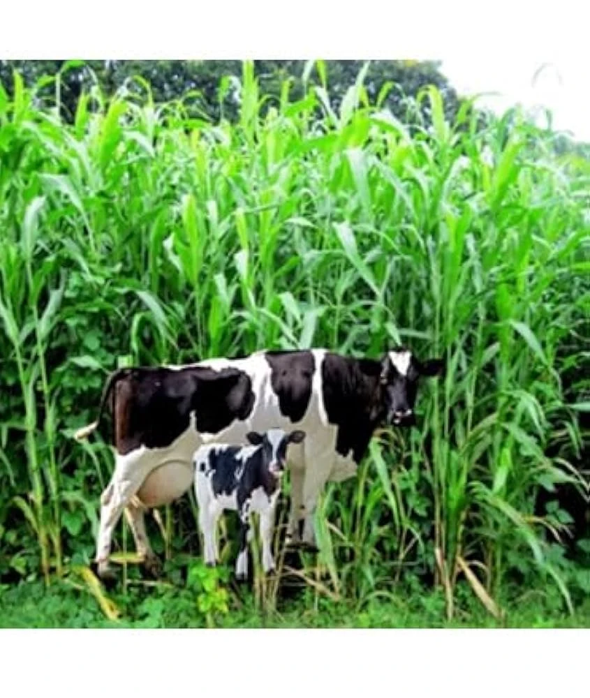 Cattle Fodder Grass Seeds