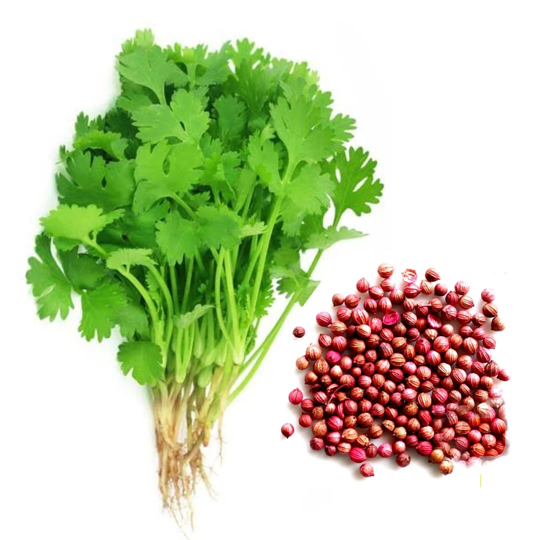 Coriander